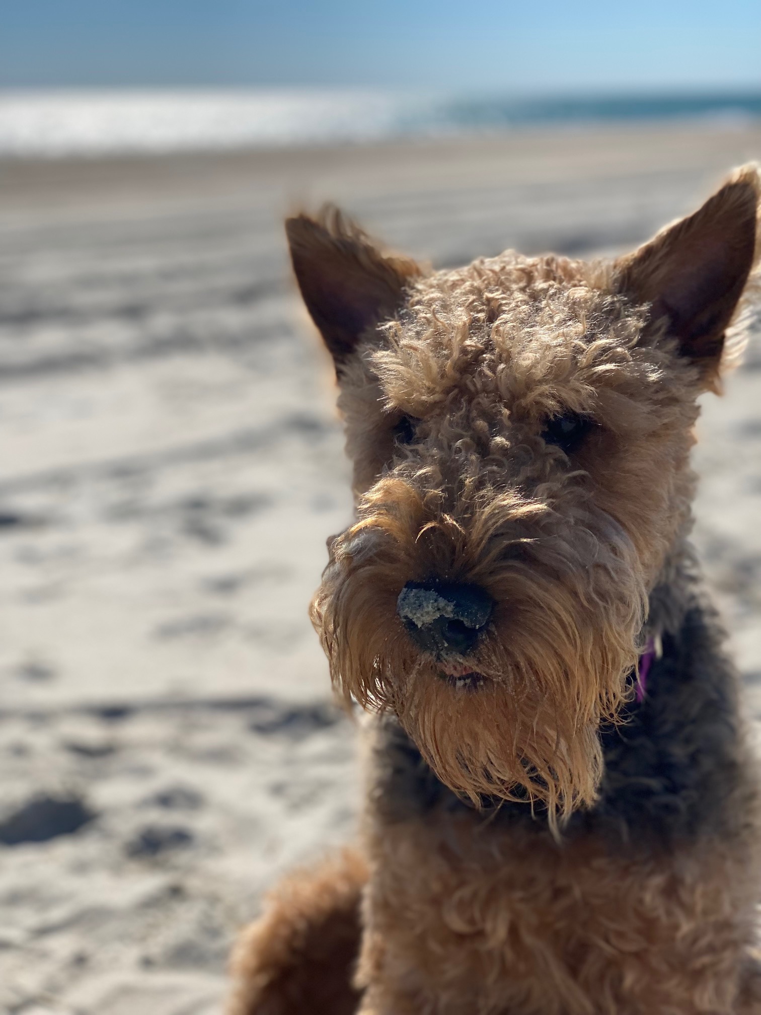 Thing To Do Pet-Friendly Rentals
